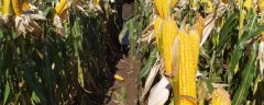 东北春玉米怎么施肥，需