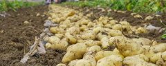冬季土豆怎么种植，有哪