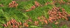 冬天能不能种植胡萝卜，