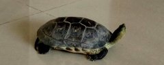 冬季饲养巴西龟的方法是