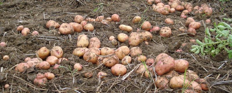 冬马铃薯栽培要点，苗肥要趁早追施