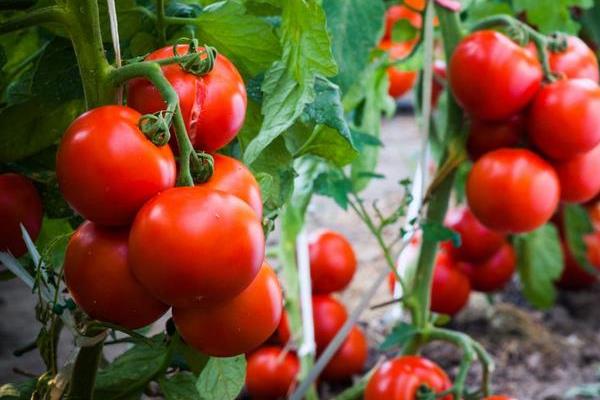 冬天可以种西红柿吗