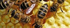 冬季养蜂多少天喂一次，