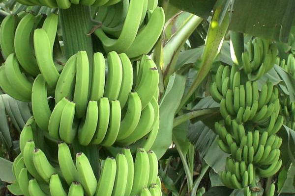 冬季如何给香蕉补钾肥，是必须补的肥料