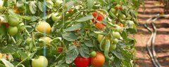 冬季种番茄如何补钙肥，