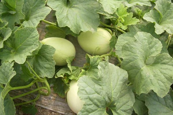 冬天能否种植白瓜，冬季可在大棚内栽培