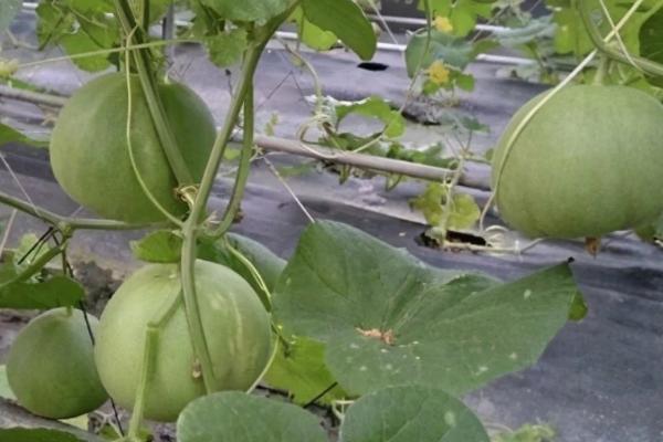 冬天能否种植白瓜，冬季可在大棚内栽培