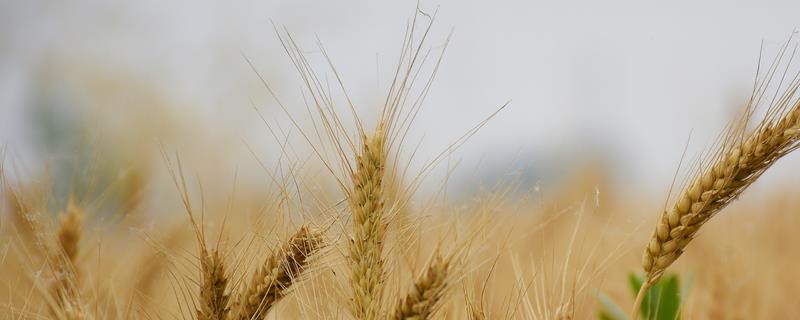 冬小麦分布区，主要分布在长城以南