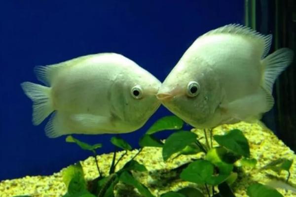 多大的接吻鱼才能繁殖，生长15个月左右才具备繁殖能力