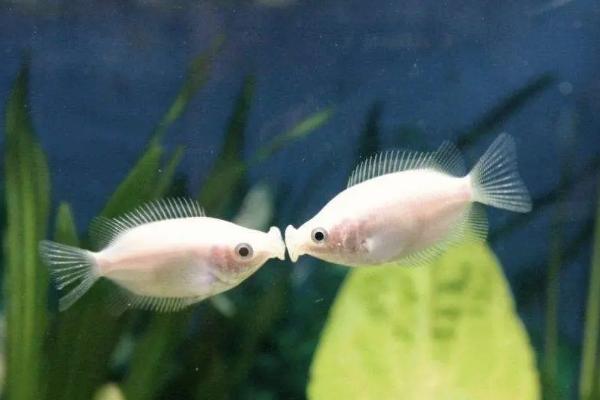 多大的接吻鱼才能繁殖，生长15个月左右才具备繁殖能力