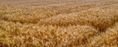 冬小麦和春小麦的播种和