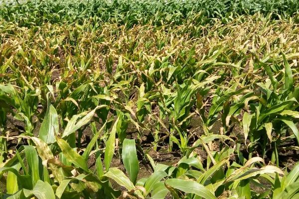 二氧化硫对作物的危害，可导致叶片萎蔫坏死