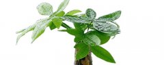 发财树种植和养护管理技