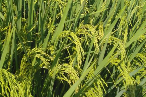 发优香占水稻种子介绍，每亩有效穗数19.0万