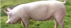 二元母猪饲养技术，提高