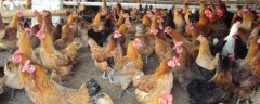 发酵床养鸡技术，养鸡棚