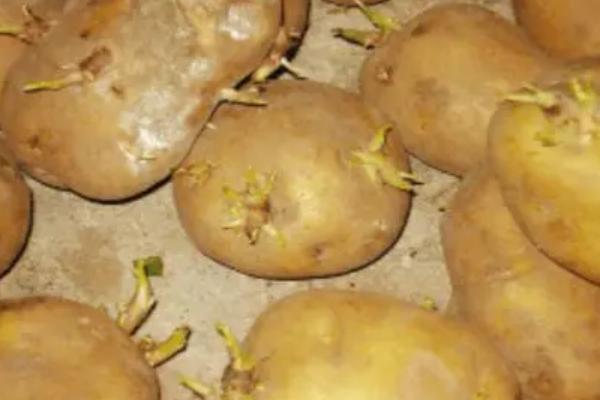 发芽马铃薯中的有毒物质是什么
