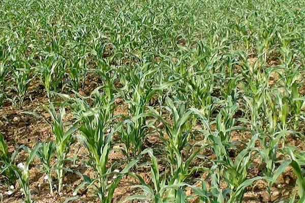 丰禾2002玉米种子特征特性，在适应区4月25日左右播种