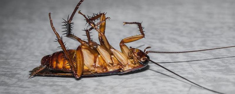 呋虫胺杀蟑螂使用方法和用量