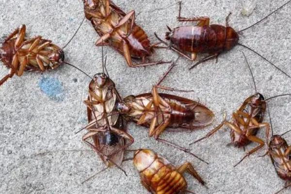 呋虫胺杀蟑螂使用方法和用量