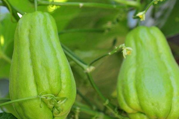 佛手瓜怎么繁殖，可采用扦插、播种等方法