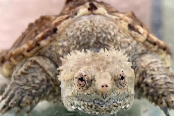 佛鳄龟的繁殖方式，经过交配后会产下受精蛋