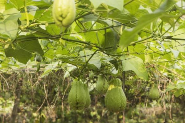 佛手瓜的种植和管理方法，主蔓长到1米时要开沟环施土杂肥
