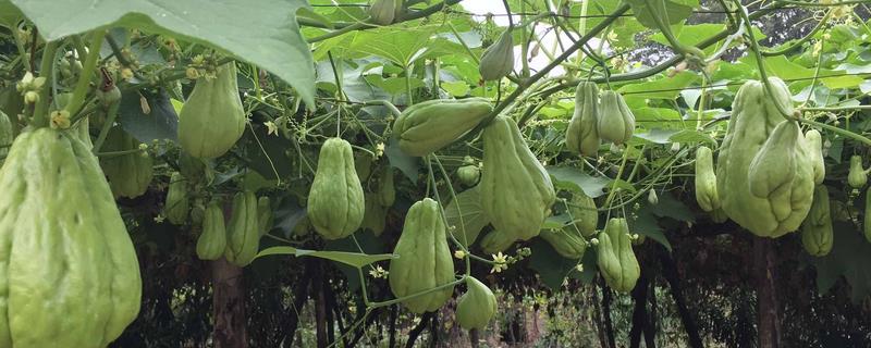 佛手瓜的种植和管理方法，主蔓长到1米时要开沟环施土杂肥