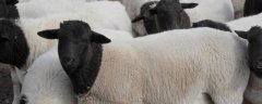 圈养杜泊羊养殖效益，饲