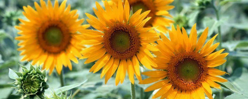 向日葵与太阳花有什么不同，从花朵、外观、种子、花期、高度等方面来区分