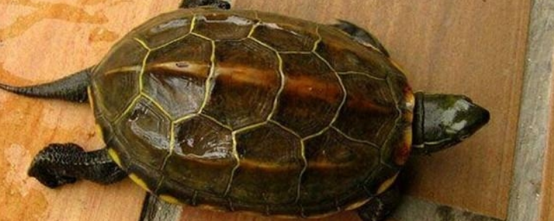 中华草龟是不是保护动物，附中华草龟的具体介绍