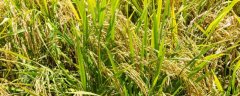 什么水稻品种亩产1365公斤