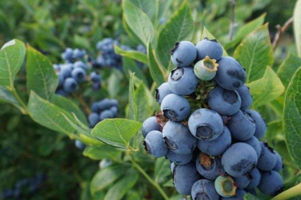 蓝莓种植技术
