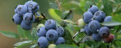 蓝莓种植技术，可以扦插