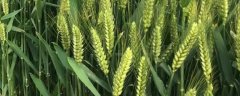 乐土808小麦的亩产量是多