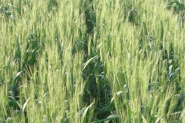 乐土808小麦的亩产量是多少