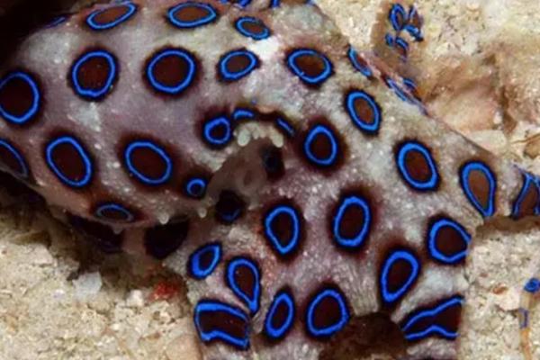 蓝环章鱼的寿命，通常只能存活2-3年
