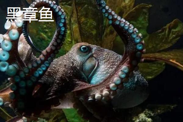 蓝环章鱼的寿命，通常只能存活2-3年