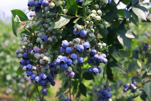 蓝莓播种后要多久才结果