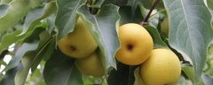 梨的水果籽种植方法，附