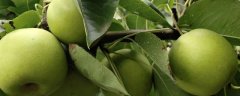 梨树种植方法，附种植管