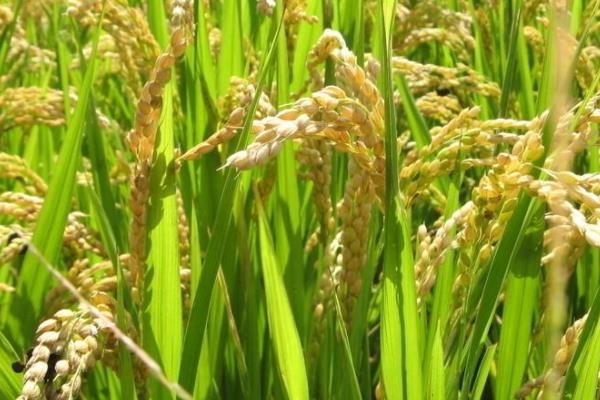 莲新5号水稻种子介绍，普通粳稻品种