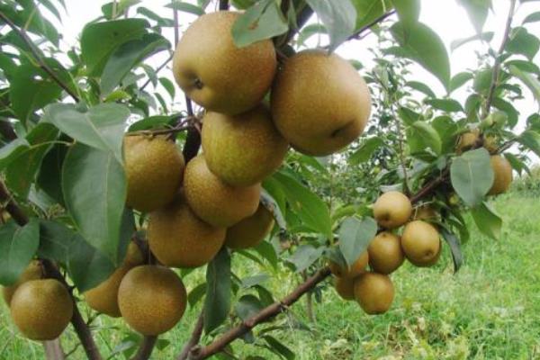 梨树种植前景与利润