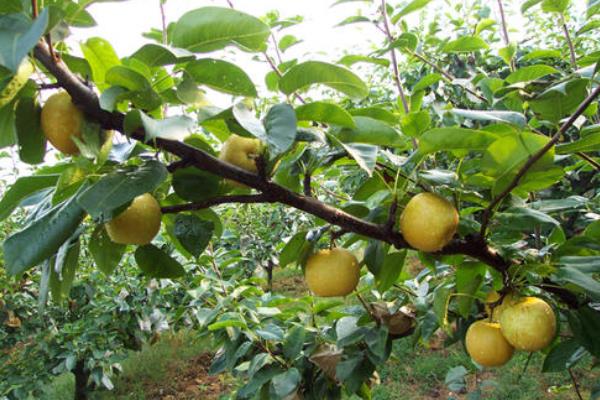 梨树种植前景与利润