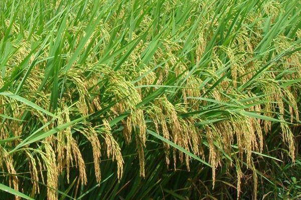 两优8106水稻品种的特性，籼型两系杂交水稻品种