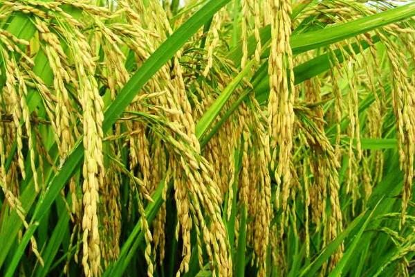 莲育412水稻种子简介，该品种主茎11片叶
