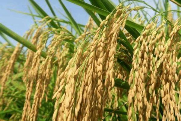 莲育412水稻种子简介，该品种主茎11片叶