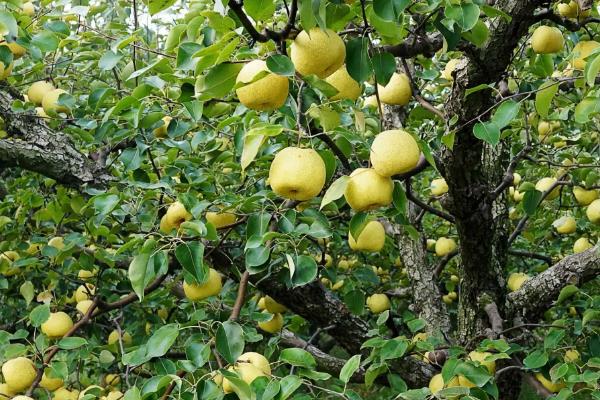 梨树为什么会得黄叶病，附防治方法