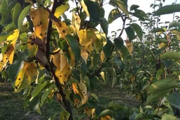 梨树为什么会得黄叶病，要怎么防治