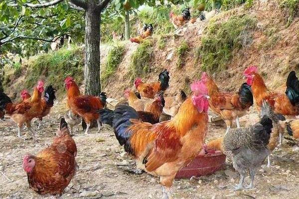 林地养鸡风险分析
